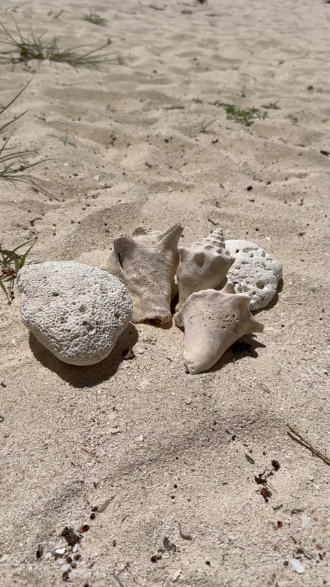 Vertical 4K Close Up Macro Of Beautiful Seashell On Cabo Rojo Beach Vídeos de archivo 335460530