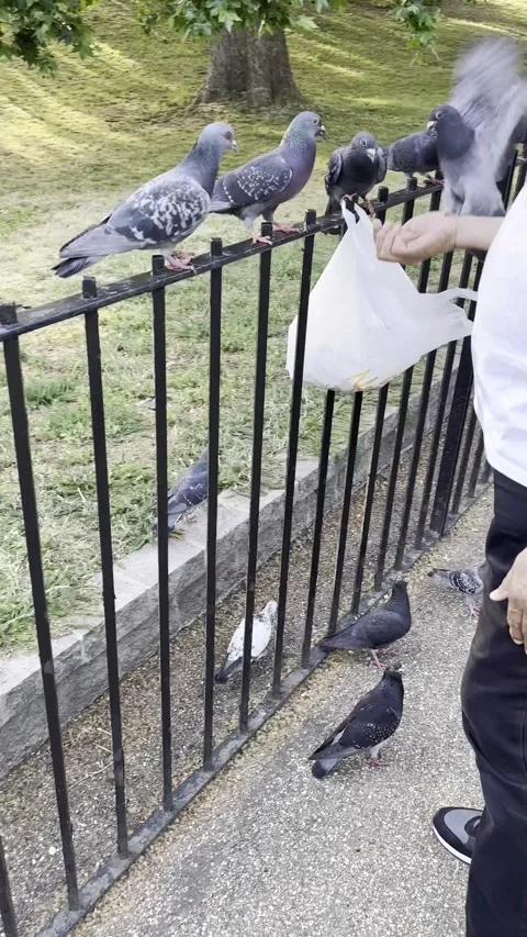 Vertical 4K Close Up Of Man Hands Feeding Pigeons On Park Fence Stock Footage 335727958