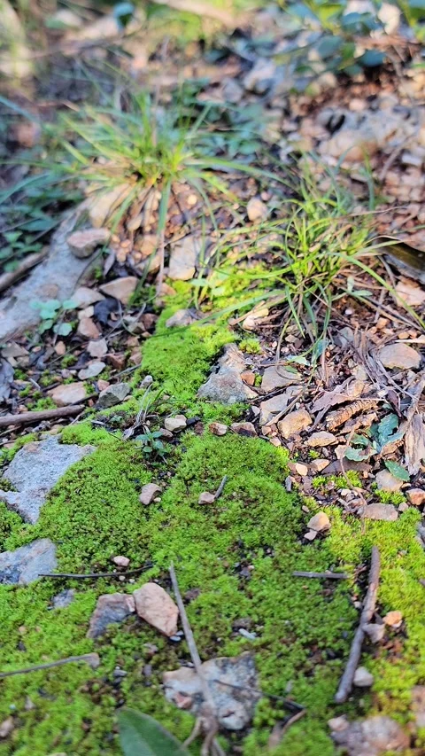 Vertical 4K close up of small forest plants in pine woodland Stock Footage 329074828