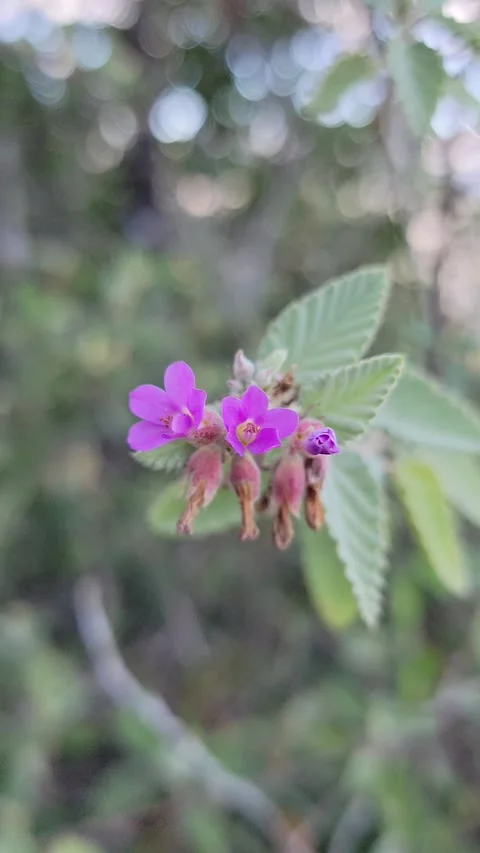 Vertical 4K close up of small forest plants in pine woodland Stock Footage 329074902