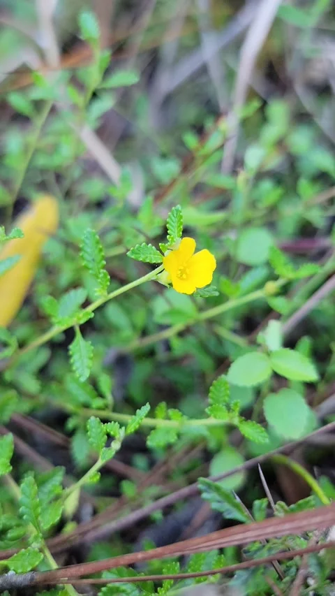 Vertical 4K close up of small forest plants in pine woodland 스톡 동영상 329075040