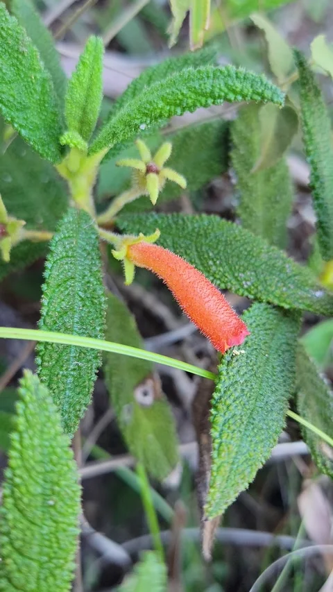 Vertical 4K close up of small forest plants in pine woodland Vidéo 329075106