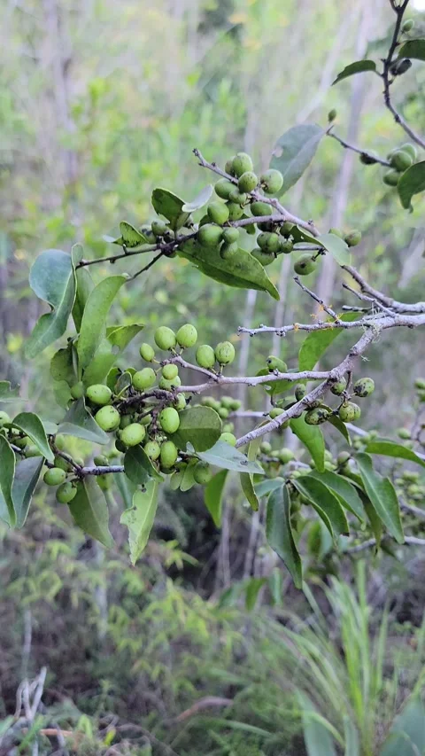 Vertical 4K close up of small forest plants in pine woodland Video stock 329075237