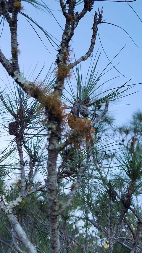 Vertical 4K close up of small forest plants in pine woodland Stock Footage 329075257