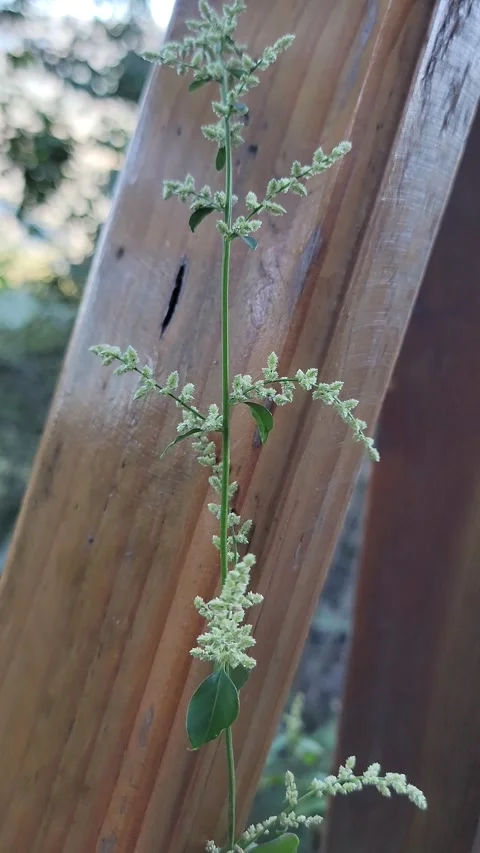 Vertical 4K close up of small forest plants in pine woodland Vidéo 329075278