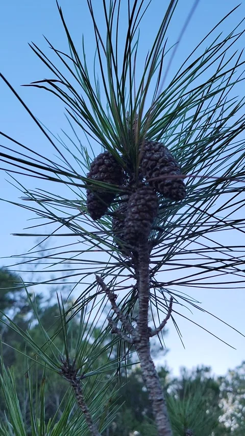Vertical 4K close up of small forest plants in pine woodland Vidéo 329075303