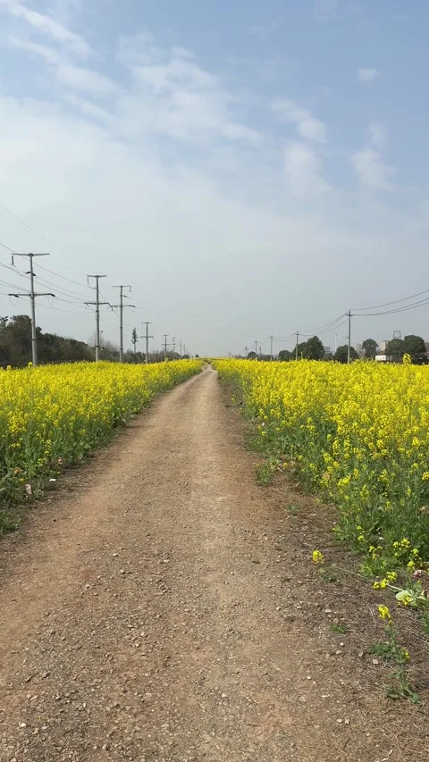 Vertical 4K Close-up of Vibrant Blooming Rapeseed Flowers Video stock 331181364