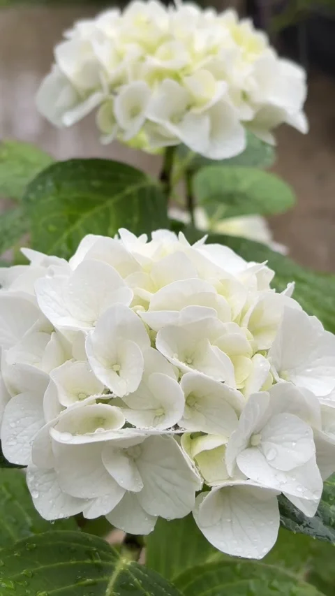Vertical 4K close up of white hydrangea flowers wet with raindrops in rain. 스톡 동영상 337730771