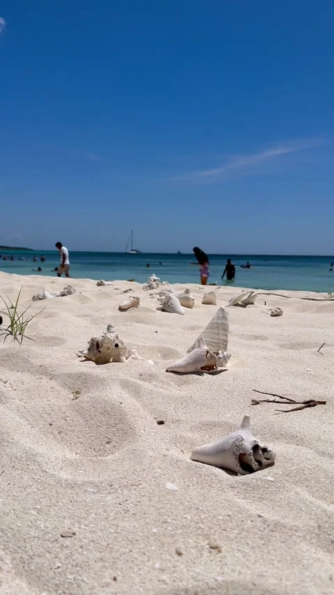 Vertical 4K Coastal Beach View With Seashells And Distant Tourists In Cabo Rojo Stock Footage 335460515