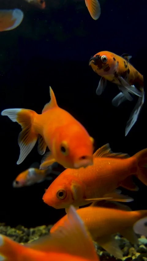 Vertical 4K defocused video. 60 fps. Aquarium with asian goldfish in pet shop Stock Footage 312512811