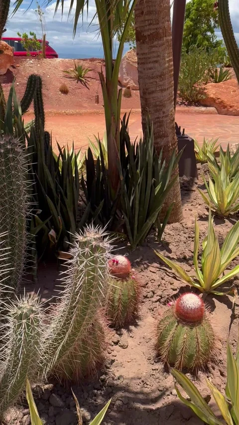 Vertical 4K Exotic Desert Cacti Plants At Cabo Rojo Cruise Port Entrance Stock Footage 335479586
