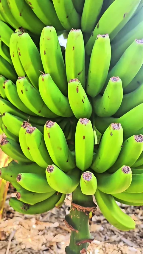 Vertical 4K extreme close-up of growing green bananas on a tropical plantation Stock Footage 332475055