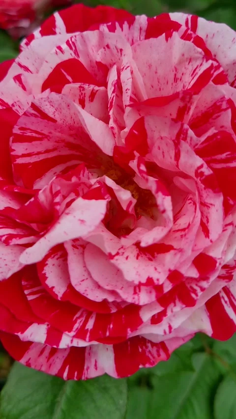 Vertical 4K Extreme Close Up of Red and White Rose Petals Stock Footage 330130312