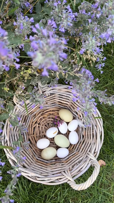 Vertical 4K farm eggs in basket by purple flowers in garden. 스톡 동영상 338132414