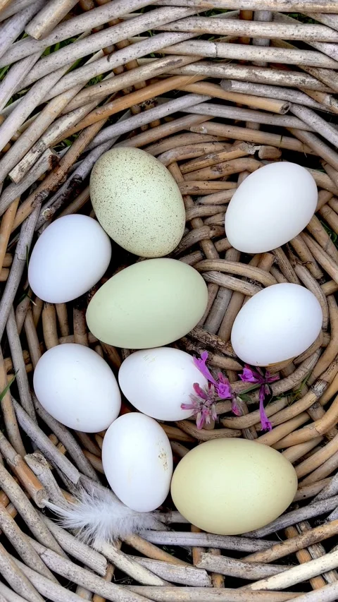 Vertical 4K flat lay of organic colorful farm eggs in wicker basket. 스톡 동영상 338132410