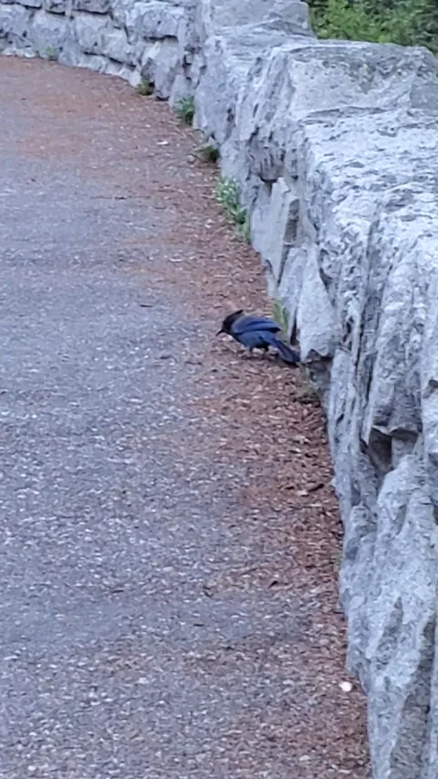 Vertical 4K footage of a blue jay searching for food along a paved trail  Stock-Footage 323906017