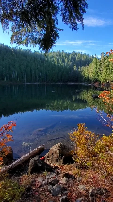 Vertical 4K footage of a calm forest lake surrounded by evergreen trees in fall Stock Footage 323905983