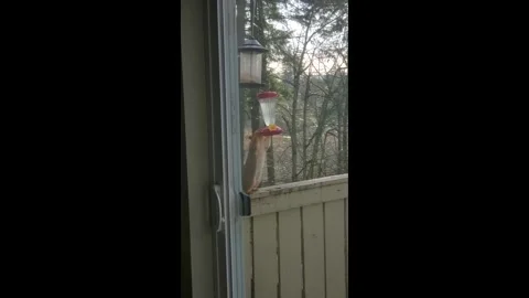 Vertical 4K footage of a squirrel stealing nectar from a hummingbird feeder 스톡 동영상 323906859