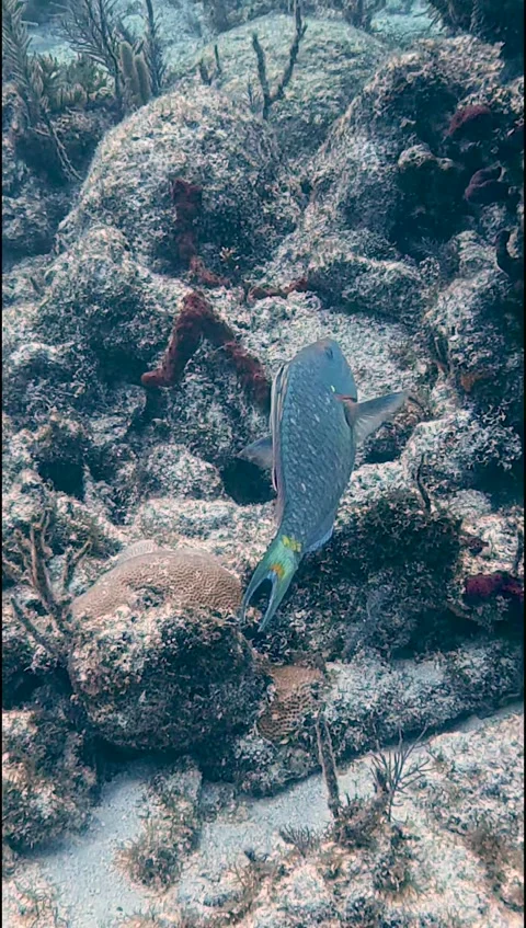 Vertical 4K Footage of Stoplight Parrotfish (Sparisoma viride) Vídeo Stock 329067845