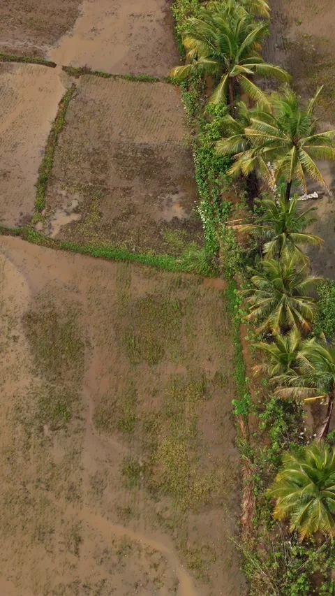 Vertical 4K: Fresh Rice Planting in Claver, Mindanao Stock Footage 301063565