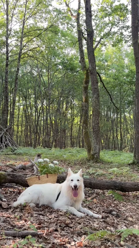 Vertical 4K full body profile of White Swiss Shepherd dog in scenic forest. 스톡 동영상 337720070
