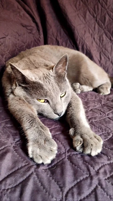 Vertical 4K Grey Cat with Yellow Eyes Lounging on Textured Blanket Video stock 335772028