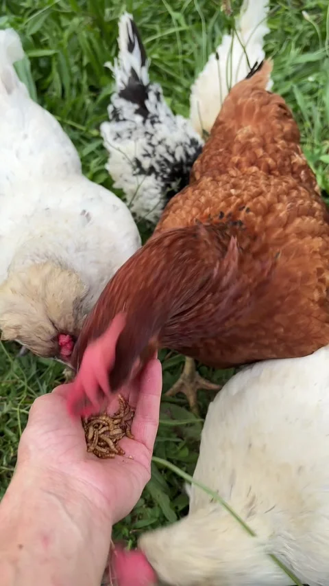 Vertical 4K handheld close up feeding mealworms to chickens from hand. 스톡 동영상 337825930