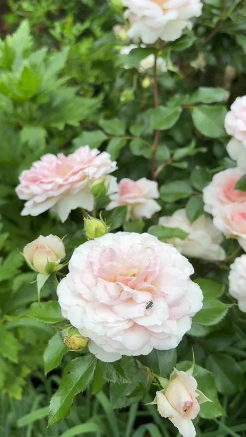 Vertical 4K handheld close up of pink garden rose with birds singing. 스톡 동영상 337891568