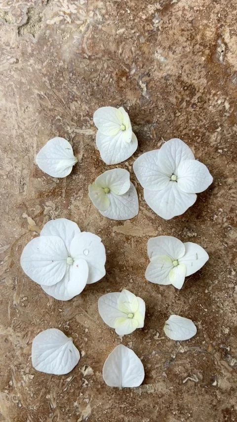 Vertical 4K handheld close up of white hydrangea petals on stone background. 스톡 동영상 337731650