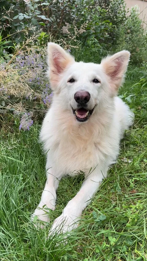 Vertical 4K handheld close up of white dog in grass with birds singing. 스톡 동영상 337901453