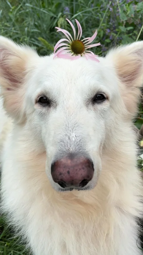 Vertical 4K handheld close up of white dog with echinacea flower on head. 스톡 동영상 337907761