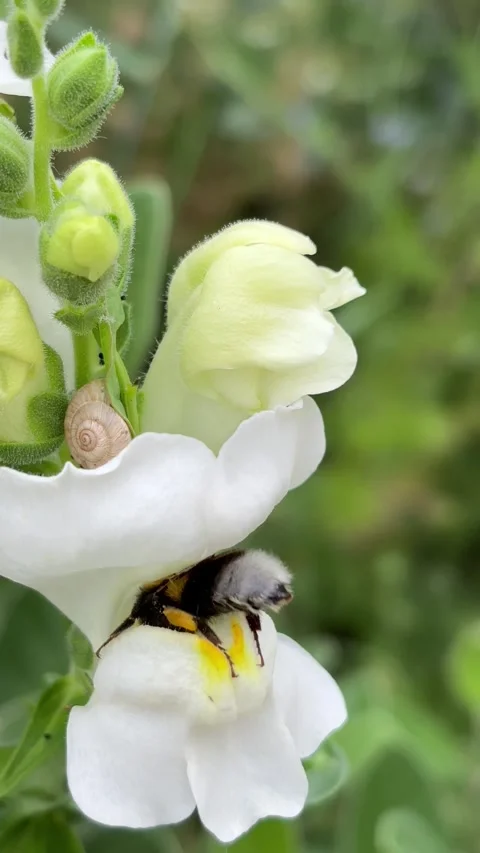 Vertical 4K handheld macro of bumblebee and tiny snail on snapdragon flower. 스톡 동영상 337890360