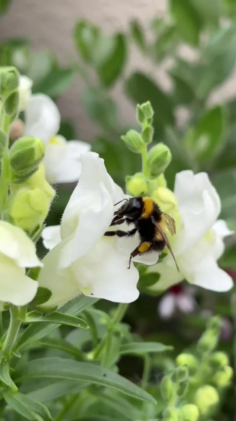 Vertical 4K handheld macro of bumblebee pollinating white snapdragon flower. 스톡 동영상 337890361