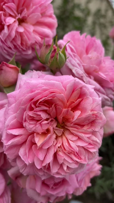 Vertical 4K handheld macro of vibrant pink peony rose flower. 스톡 동영상 337960048
