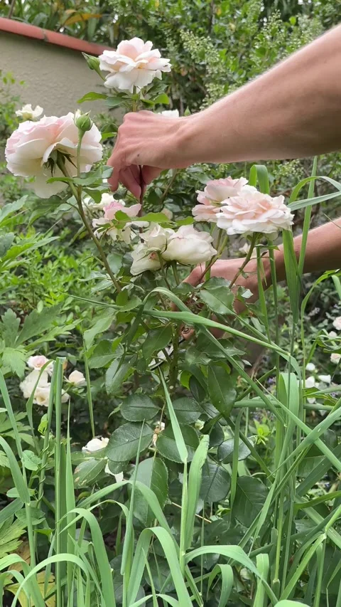 Vertical 4K handheld shot of cutting fresh pink rose from bush with pruners. 스톡 동영상 337892206