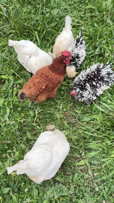 Vertical 4K handheld shot of diverse chicken flock pecking green grass. 스톡 동영상 337825928