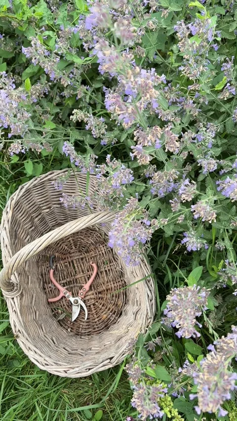 Vertical 4K handheld shot of garden basket with pink pruners by purple catmint. 스톡 동영상 337891148