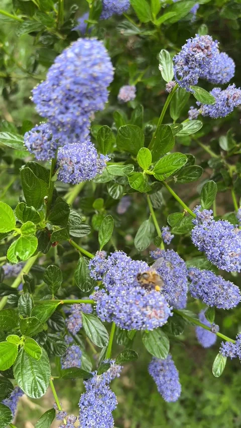 Vertical 4K handheld shot of honeybee pollinating blue ceanothus. 스톡 동영상 337960047