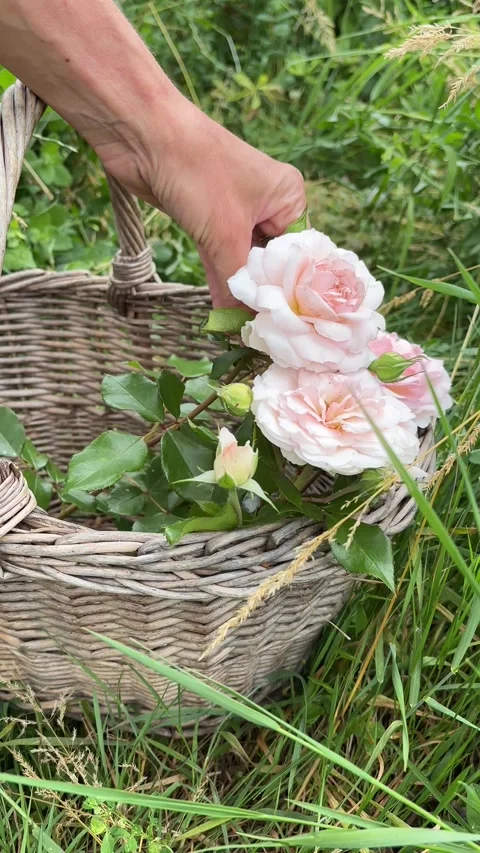 Vertical 4K handheld shot of placing freshly cut pink roses into wicker basket. 스톡 동영상 337900669
