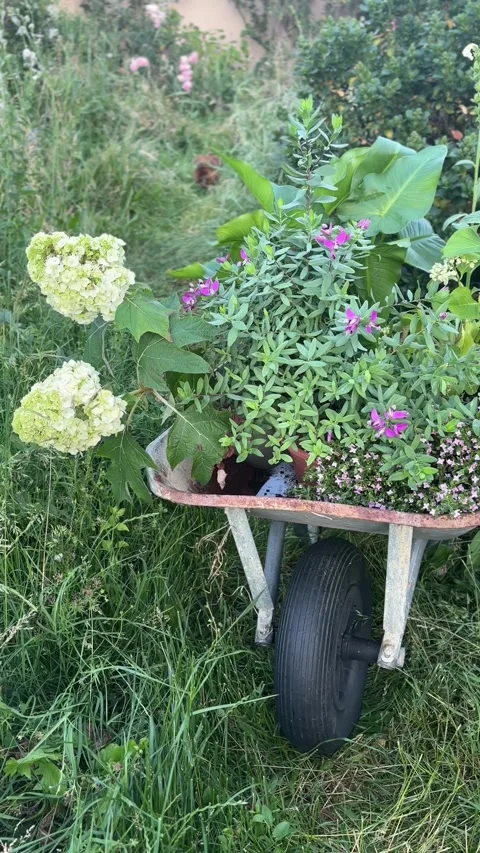 Vertical 4K handheld shot of rustic wheelbarrow with garden flowers. 스톡 동영상 337966179