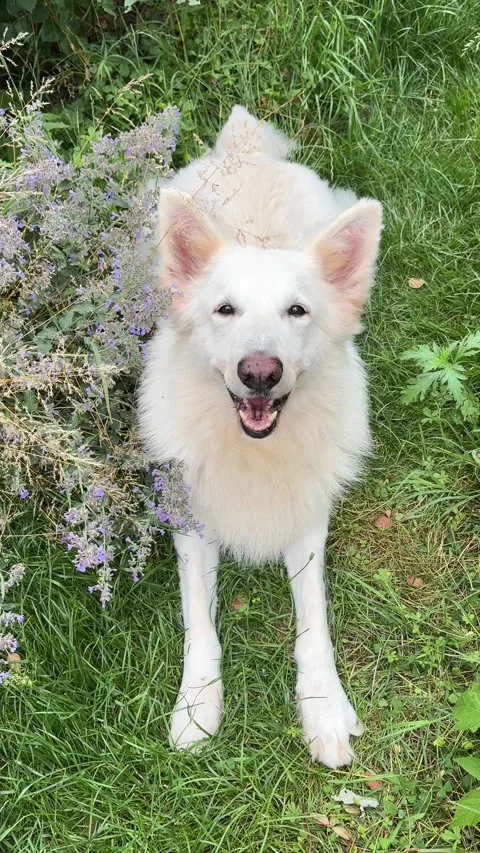 Vertical 4K handheld shot of white dog shaking head near purple flowers. 스톡 동영상 337901450