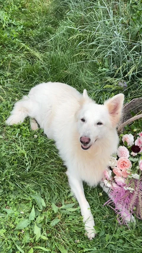 Vertical 4K handheld shot of white dog lying by flower basket in grass. 스톡 동영상 337907760