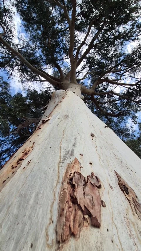 Vertical 4K Low Angle View of a Giant Eucalyptus Tree Towering to the Sky Stock Footage 331633200
