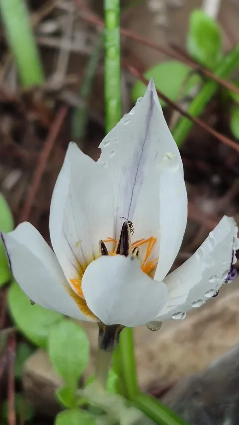 Vertical 4K Macro of an Ant Descending a Crocus Petal to Drink Nectar Stock Footage 331632911