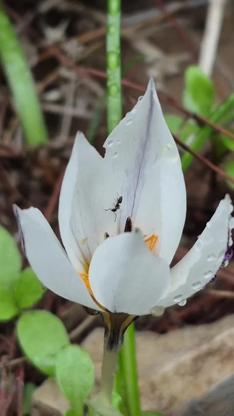 Vertical 4K Macro of an Ant Emerging from a Purple Crocus Petal Stock Footage 331632746