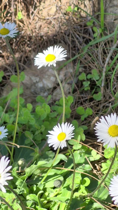 Vertical 4K macro of bees pollinating yellow daisy flowers in spring Stock Footage 331633454
