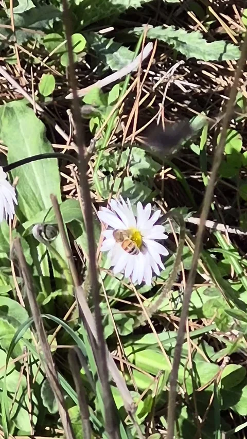 Vertical 4K Macro of a Busy Bee Searching for Nectar on Yellow Daisies Stock Footage 331633376