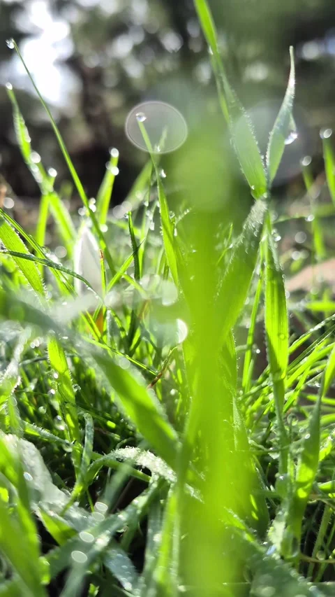 Vertical 4K Macro of Fresh Raindrops Glistening on Green Grass Blades Stock Footage 331632631