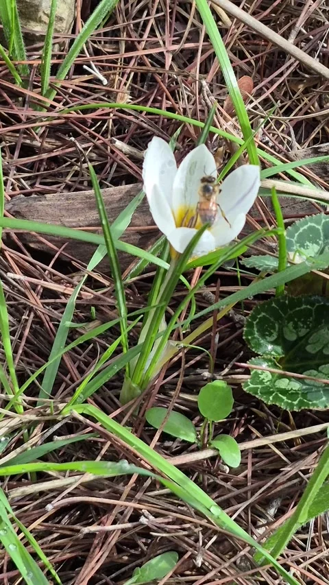 Vertical 4K Macro of a Honey Bee Climbing on Purple Crocus Petals Stock Footage 331633377