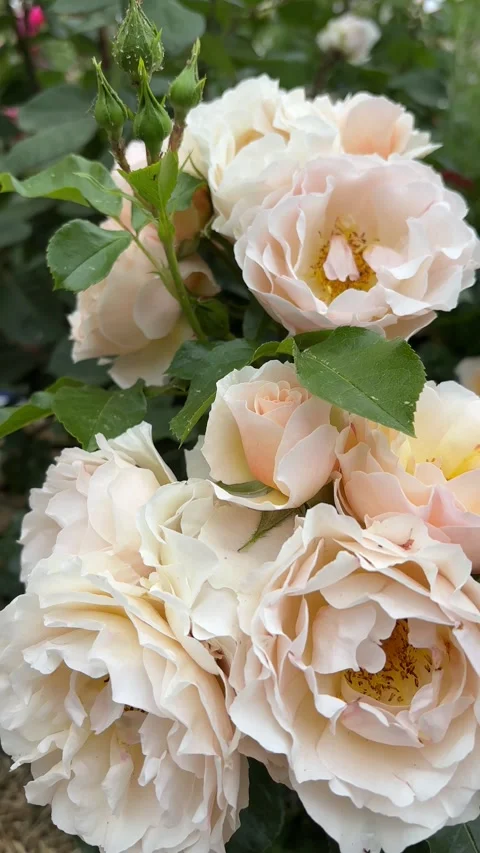 Vertical 4K macro of pale peach garden roses bush swinging in wind. 스톡 동영상 337960046